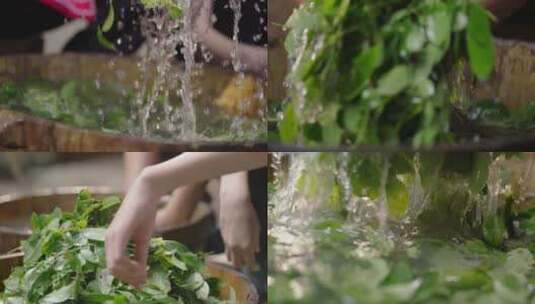 手洗乌稔叶 植物 乌米饭制作原材料 升格高清在线视频素材下载