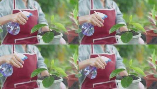 家庭园艺盆栽园艺园丁种植高清在线视频素材下载