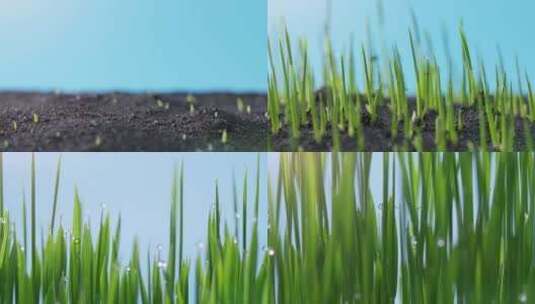 植物种子生根发芽生长动画4K高清在线视频素材下载