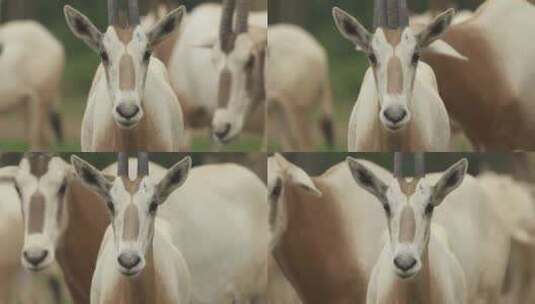 阿拉伯大羚羊高清在线视频素材下载