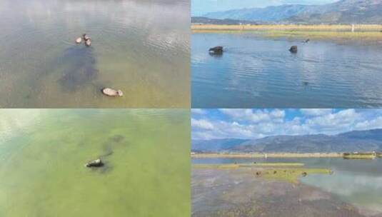 悠闲的水牛吃草高清在线视频素材下载