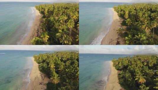 大片的椰子树生活在海边高清在线视频素材下载