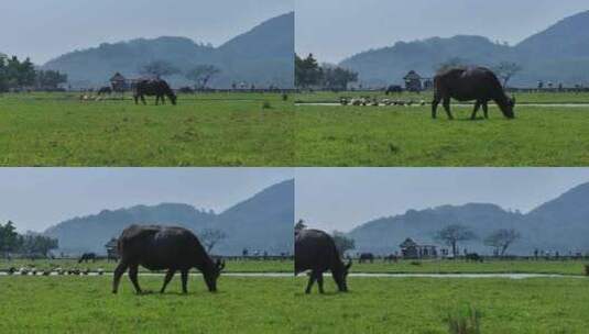 田野牛吃草高清在线视频素材下载