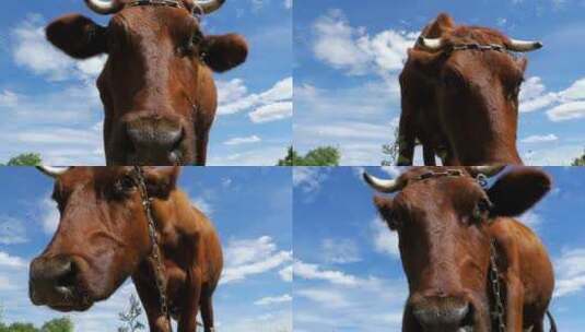 美丽的灰色奶牛在草地上吃草，闻到天空背景高清在线视频素材下载