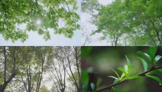唯美阳光透过绿叶空镜头合集高清在线视频素材下载