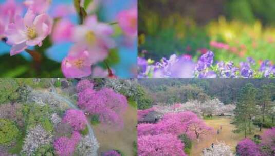 春天来了花朵盛开草木植被风景视频素材高清在线视频素材下载