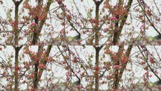 春分时节的樱花盛开高清在线视频素材下载