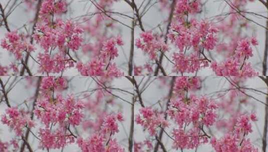 樱花盛开特写镜头高清在线视频素材下载