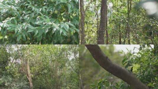 自然生长树木绿叶高清在线视频素材下载