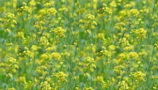 春天盛开的黄色油菜花与采蜜蜜蜂满画幅特写高清在线视频素材下载