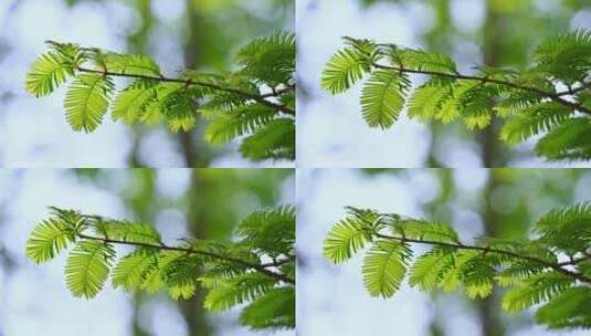 春天阳光下的绿色水杉枝叶逆光仰拍特写高清在线视频素材下载