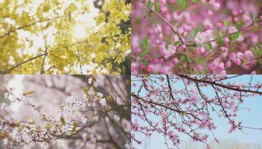 春天鲜花盛开开花合集高清在线视频素材下载