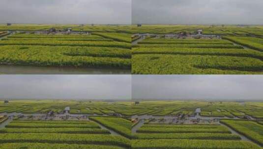 江苏扬州千垛油菜花运河航拍高清在线视频素材下载