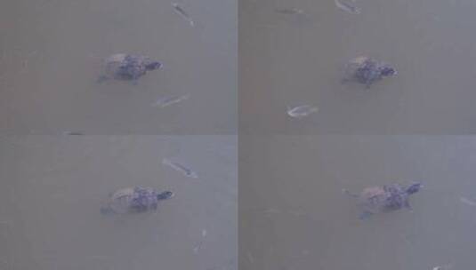 大雨过后深圳簕杜鹃谷公园的鱼儿在湖中游荡高清在线视频素材下载