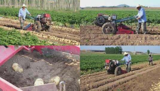 收土豆 收马铃薯 现代化机械收庄稼高清在线视频素材下载
