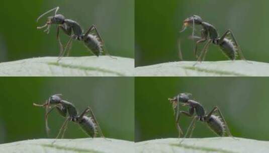 弓背蚂蚁的微观特写慢动作高清在线视频素材下载