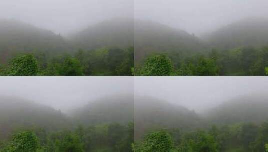 雾气山谷迷雾森林高清在线视频素材下载