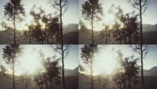 喀尔巴提安山脉松林的雾和薄雾高清在线视频素材下载