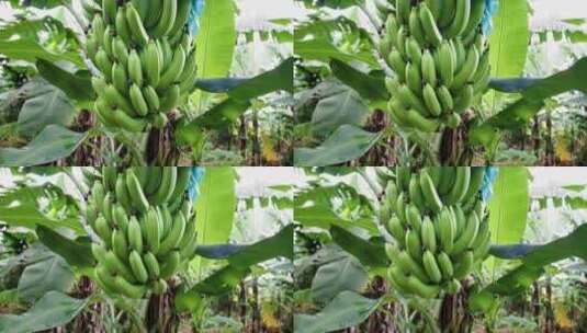 海南香蕉高清在线视频素材下载