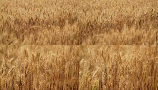 麦子夏粮产区小麦面粉丰收高清在线视频素材下载