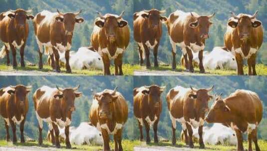奶牛动物高山森林山脉自然高清在线视频素材下载