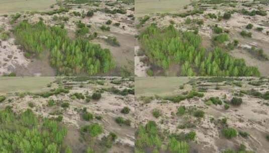 草原沙化荒漠治理生态恢复高清在线视频素材下载