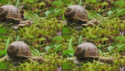 蜗牛慢慢移动的镜头高清在线视频素材下载