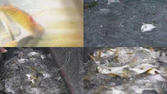 金鲳鱼水下摄影 金鲳鱼特写高清在线视频素材下载