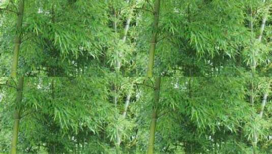 竹林竹叶禅意下雨天唯美空镜高清在线视频素材下载