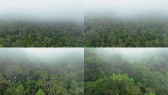 4K超清雨林保护区航拍高清在线视频素材下载