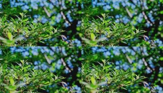 夏季阳光下生长的植物树叶特写高清在线视频素材下载