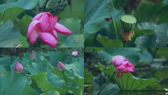 唯美小清新雨中荷花 荷花  荷叶水滴 盛夏高清在线视频素材下载