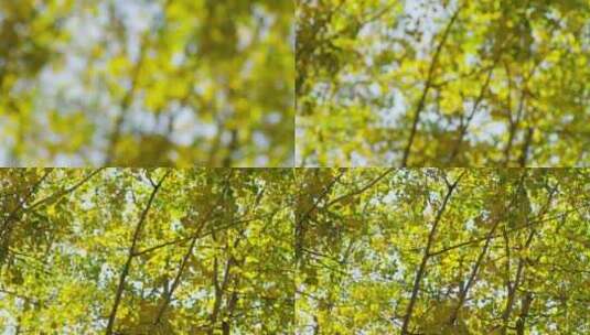 树，森林，树枝，树叶高清在线视频素材下载