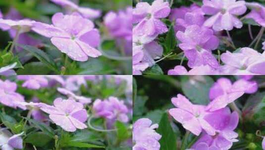 郑州下雨花朵在暴雨时雨滴落下特写慢动作4K高清在线视频素材下载