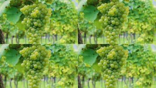 绿葡萄特写视频高清在线视频素材下载