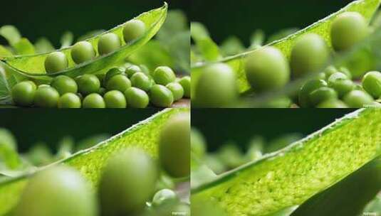 剥开的豌豆荚豆子蔬菜农作物高清在线视频素材下载