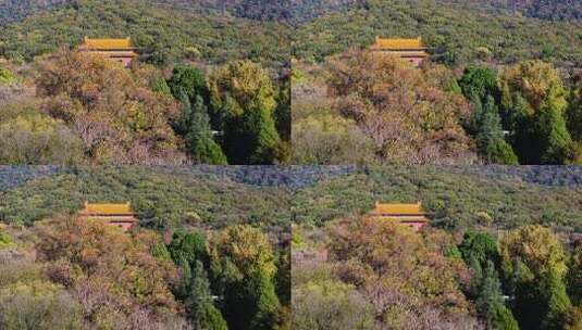 南京秋天 明孝陵 紫金山 钟山风景区高清在线视频素材下载