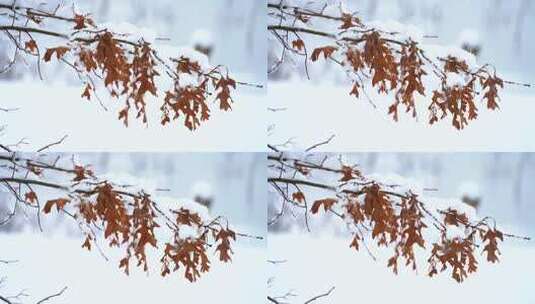 带雪树枝上的枯叶 枯萎的树叶高清在线视频素材下载