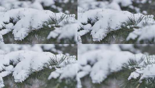 冬天下雪唯美雪景松树枝头被雪覆盖高清在线视频素材下载