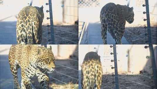 美洲豹 豹子 食肉目 猫科 动物高清在线视频素材下载