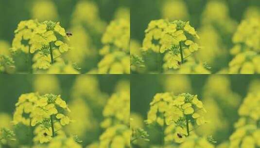 油菜花蜜蜂采蜜盛开高清在线视频素材下载