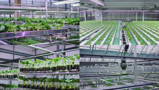 温室大棚内蔬菜种植场景高清在线视频素材下载