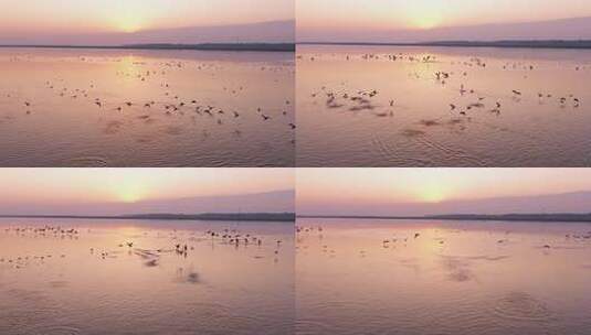 夕阳下湖面飞鸟景观高清在线视频素材下载