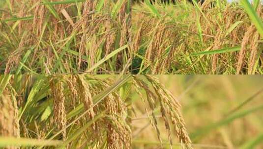 成熟的金黄稻穗的特写合集无音乐高清在线视频素材下载