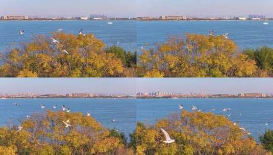 航拍滇池游船与海鸥高清在线视频素材下载