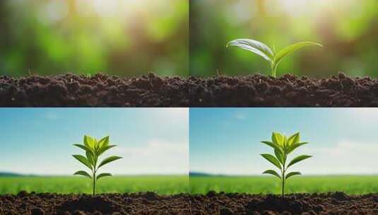 一颗小树苗生长高清在线视频素材下载