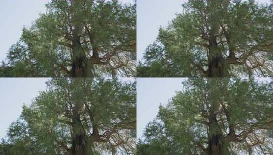 高大茂盛的大树仰视画面 古树侧柏高清在线视频素材下载