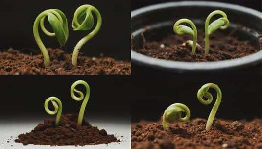 土壤中幼苗生长特写高清在线视频素材下载