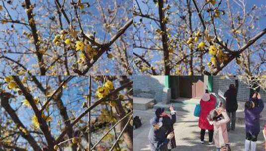 冬季盛开腊梅高清在线视频素材下载