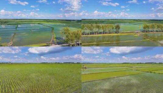 东北稻田地航拍/水稻高清在线视频素材下载